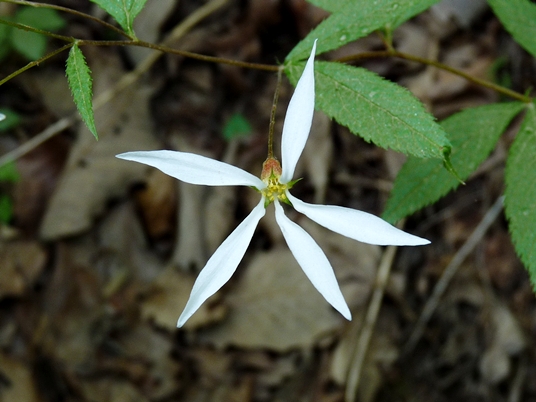 {Gillenia trifoliata}